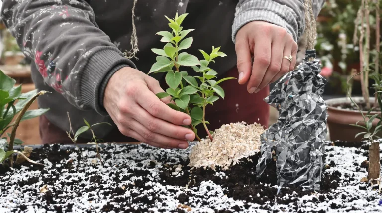 Elle passe tout l’hiver dehors et finit dans vos assiettes : la plante qu’on devrait tous semer au jardin