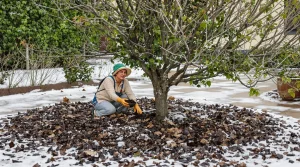 Faut-il vraiment fertiliser ses arbres fruitiers en hiver pour avoir beaucoup de fruits au printemps et en été ?