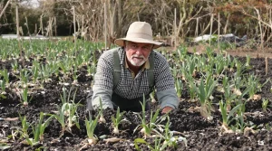 Potager en février : ces légumes robustes que les bons jardiniers plantent discrètement pour gagner un mois de récoltes